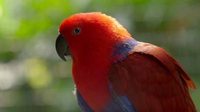 4KMV-wildlife video for oled tv - (野生动物_TCL_60FPS_4K电视演示片)-[325M.mkv-2160P]